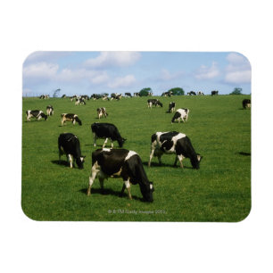 Holstein-Friesian rundvee, Ierland Magneet