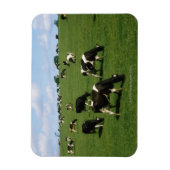 Holstein-Friesian rundvee, Ierland Magneet (Verticaal)