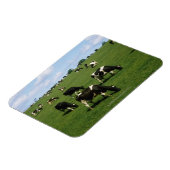 Holstein-Friesian rundvee, Ierland Magneet (Linkerzijde)