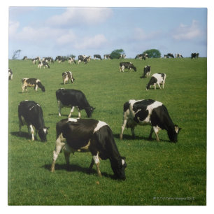 Holstein-Friesian rundvee, Ierland Tegeltje