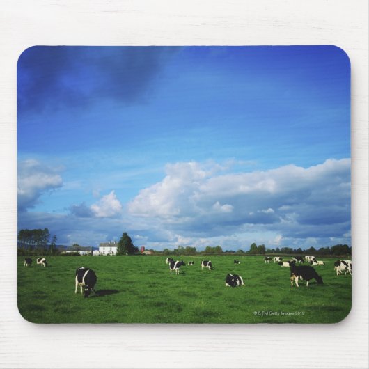 Holstein-Friesian Rundvee nabij Thurles, Co. Muismat (Voorkant)