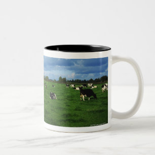 Holstein-Friesian Rundvee nabij Thurles, Co. Tweekleurige Koffiemok
