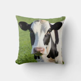 Holstein Heifer in de wei Kussen