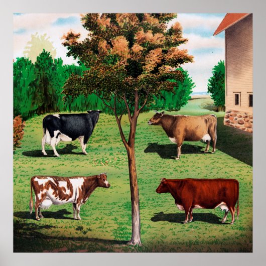 Holstein, Jersey, Ayrshire & Shorthorn koeien Poster (Voorkant)