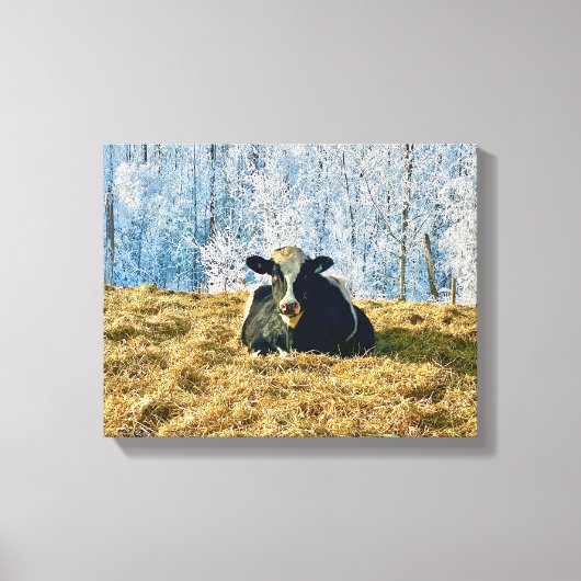 Holstein Kalf op Frosty Alberta Ochtend Canvas Afdruk (Voorkant)