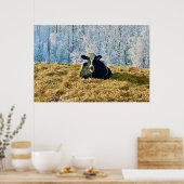 Holstein Kalf op Frosty Alberta Ochtend Poster (Keuken)