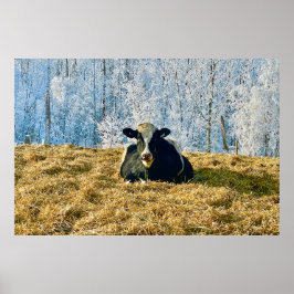 Holstein Kalf op Frosty Alberta Ochtend Poster