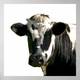 Holstein Koe Boerderij Animal Dairy Black & White Poster