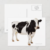 Holstein koe (Bos taurus) Briefkaart (Voorkant / Achterkant)
