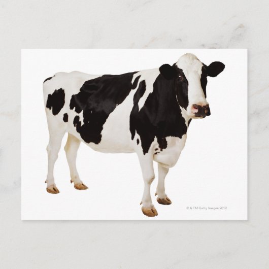Holstein koe (Bos taurus) Briefkaart (Voorkant)