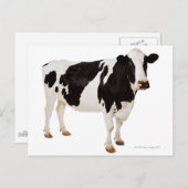 Holstein koe (Bos taurus) Briefkaart (Voorkant / Achterkant)