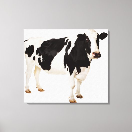 Holstein koe (Bos taurus) Canvas Afdruk (Voorkant)