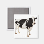 Holstein Koe | Bos taurus Magneet (Voorkant / Achterkant)