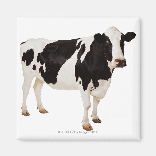 Holstein Koe | Bos taurus Magneet (Voorkant)