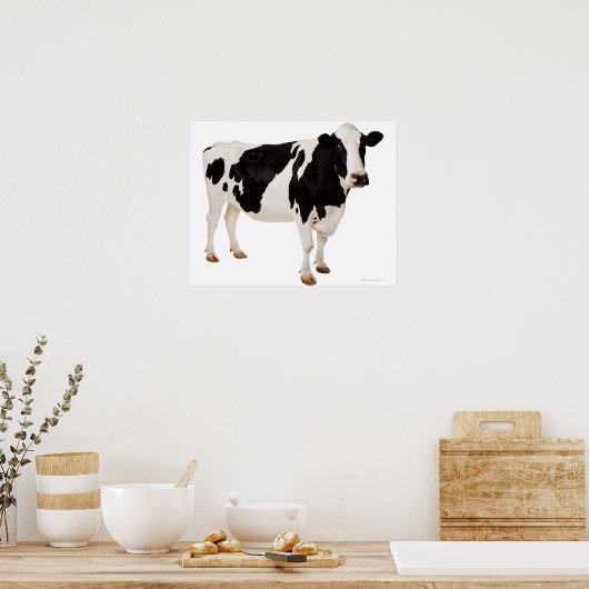 Holstein koe (Bos taurus) Poster (Keuken)
