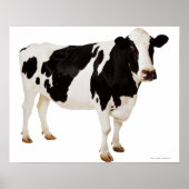 Holstein koe (Bos taurus) Poster (Voorkant)