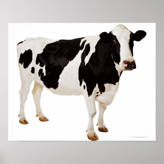 Holstein koe (Bos taurus) Poster (Voorkant)