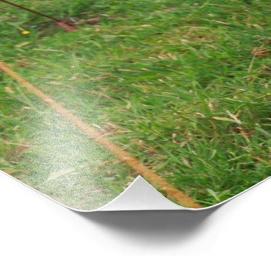 Holstein koe foto afdruk (Hoek)