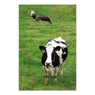 Holstein koe foto afdruk
