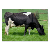 Holstein Koe Grazing Blank Kaart (Voorkant Horizontaal)