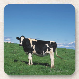 Holstein-koe in het veld, Bekkai-Machi; Drankjes Onderzetter