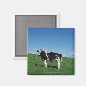Holstein koe in het veld, Bekkai-Machi, Magneet (Voorkant / Achterkant)