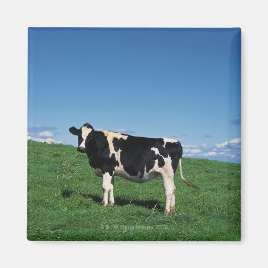 Holstein koe in het veld, Bekkai-Machi, Magneet (Voorkant)