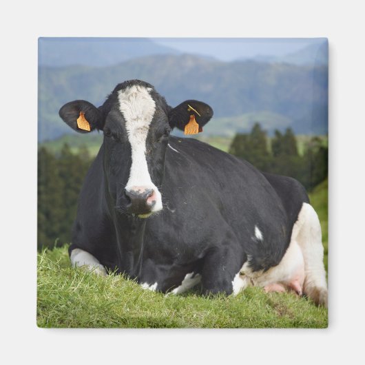 Holstein koe magneet (Voorkant)