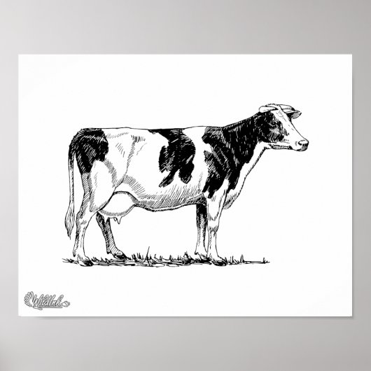 Holstein Koe Poster (Voorkant)