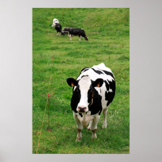 Holstein koe poster