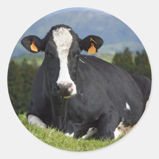Holstein koe ronde sticker (Voorkant)