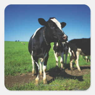 Holstein koeien in een veld vierkante sticker