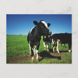 Holstein-koeien op een gebied briefkaart
