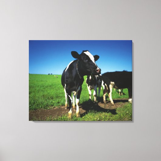 Holstein-koeien op een gebied canvas afdruk (Voorkant)