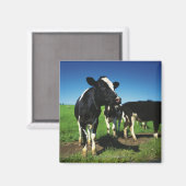 Holstein-koeien op een gebied magneet (Voorkant / Achterkant)