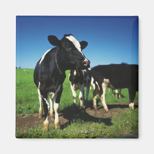 Holstein-koeien op een gebied magneet (Voorkant)