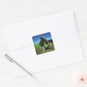 Holstein-koeien op een gebied vierkante sticker (Envelop)