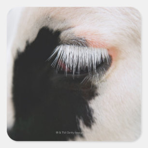 Holstein-koeiengezicht, oog dicht vierkante sticker