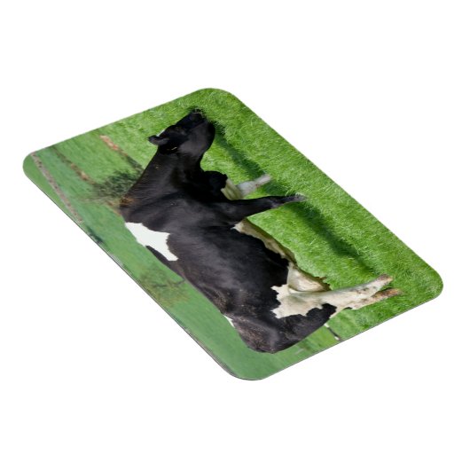 Holstein Koemagneet Magneet (Rechterzijde)