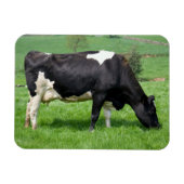 Holstein Koemagneet Magneet (Horizontaal)