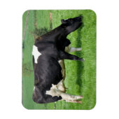 Holstein Koemagneet Magneet (Verticaal)