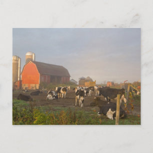 Holstein melkkoeien buiten een schuur bij zonsopga briefkaart