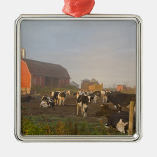 Holstein melkkoeien buiten een schuur bij zonsopga metalen ornament
