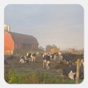 Holstein melkkoeien buiten een schuur bij zonsopga vierkante sticker