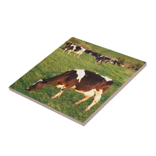 Holstein rundvee tegeltje (Zijkant)