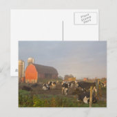 Holstein zuivelkoeien buiten een schuur bij zonsop briefkaart (Voorkant / Achterkant)
