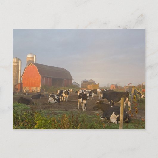 Holstein zuivelkoeien buiten een schuur bij zonsop briefkaart (Voorkant)