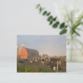 Holstein zuivelkoeien buiten een schuur bij zonsop briefkaart (Staand voorkant)