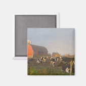 Holstein zuivelkoeien buiten een schuur bij zonsop magneet (Voorkant / Achterkant)