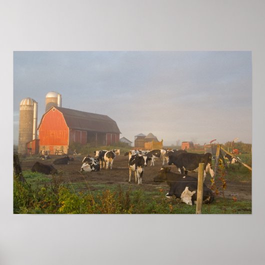 Holstein zuivelkoeien buiten een schuur bij zonsop poster (Voorkant)